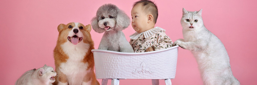 Two cats, a corgi, a poodle and a baby posing for a photoshoot.