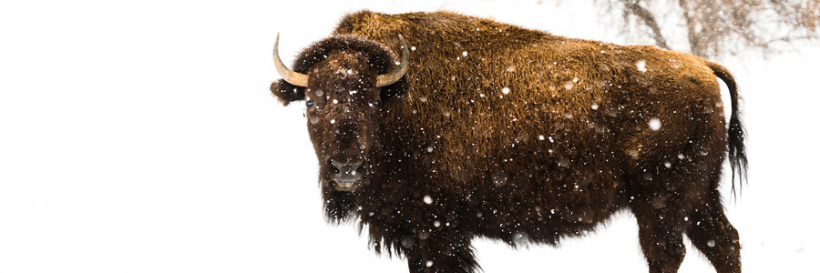 A bison in the snow.