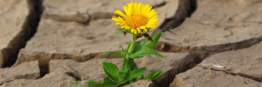 A yellow flower growing in dry soil. 