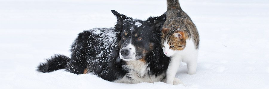 Dog and cat in snow.