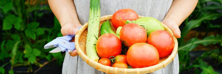 basket of tomatoes and cucumbers